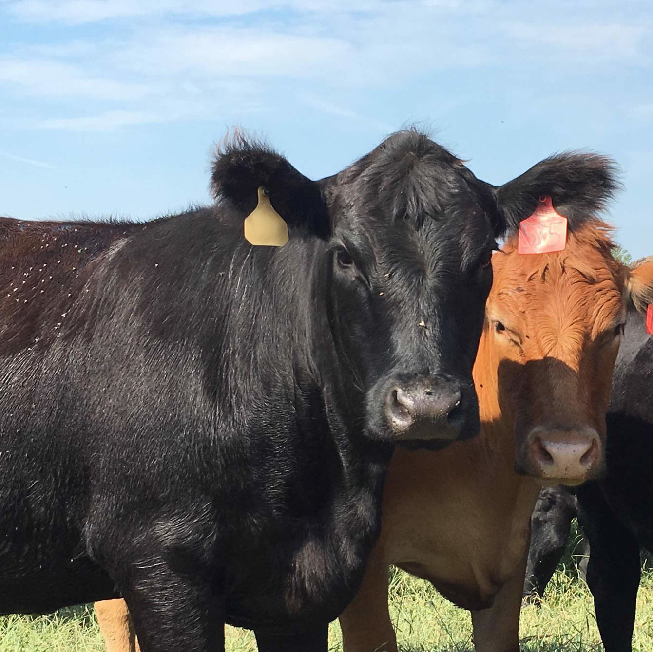 Image of a beef cow 