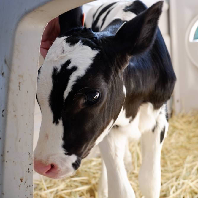 Image of a calf 