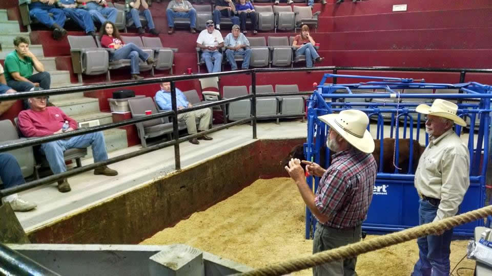 Beef Quality Assurance Program Department of Animal Science