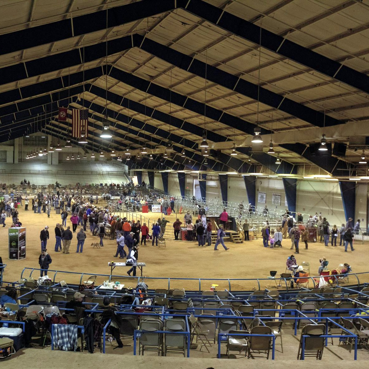 A view from the stands at the Hog Show 