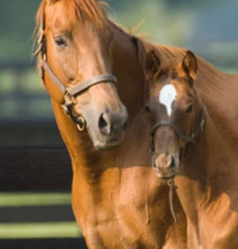 Image of a horse and colt