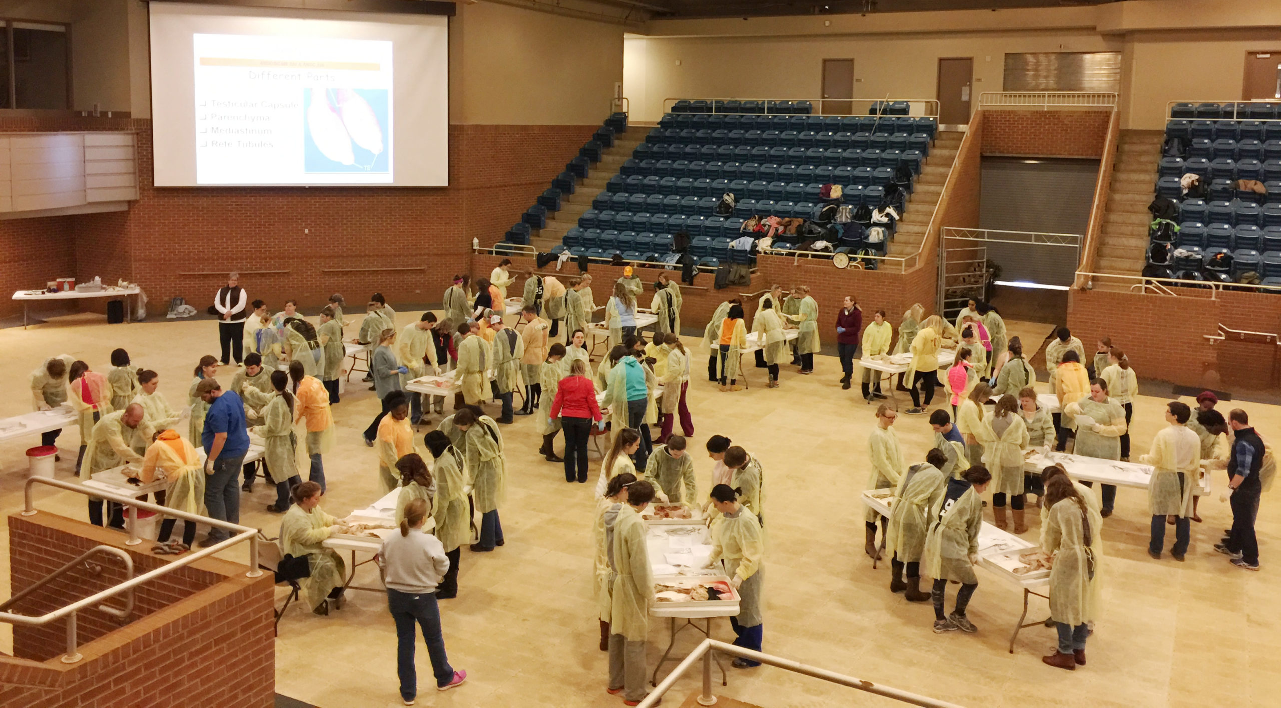 Graduate Program Degree Options Department of Animal Science