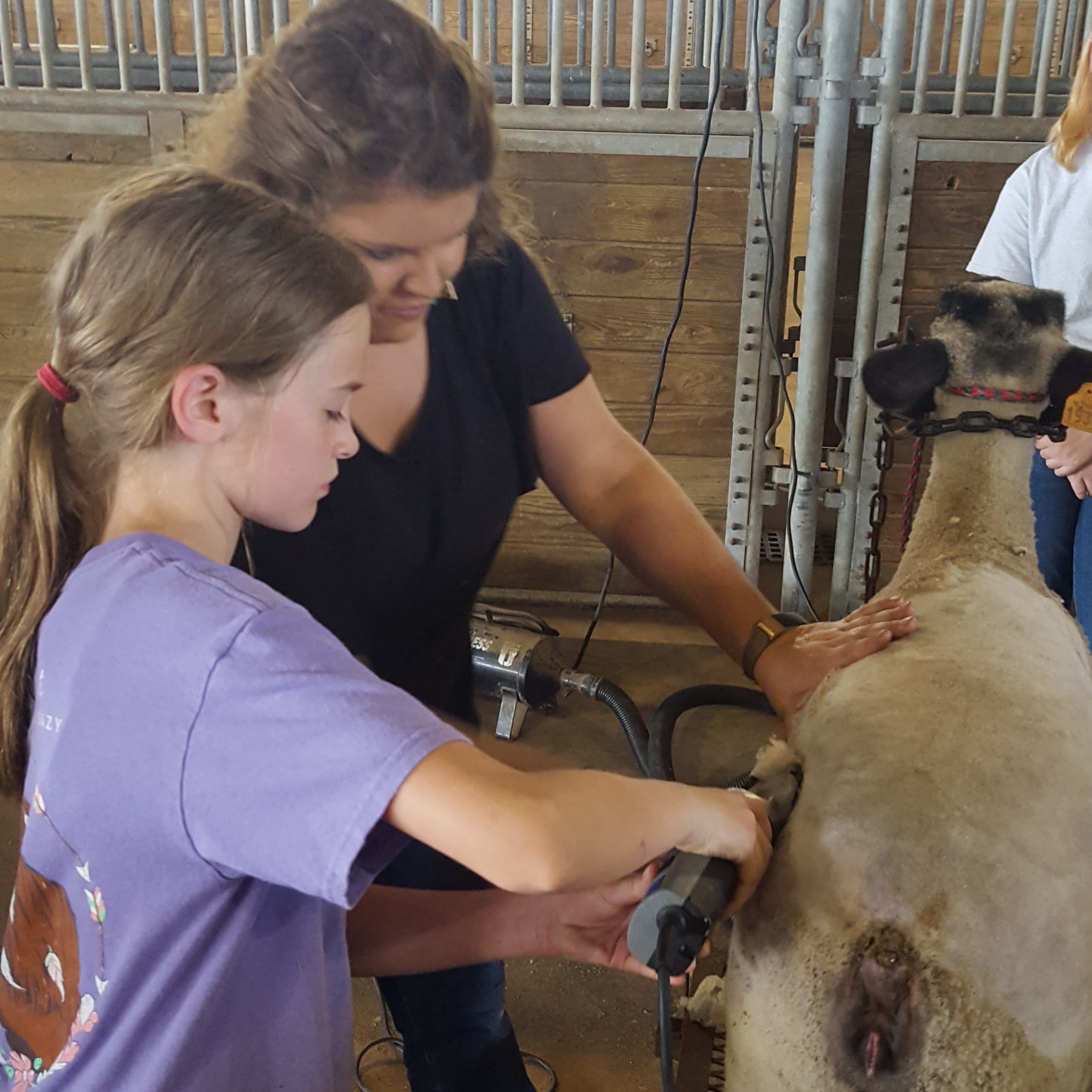 adult and 4-h'er grooming an animal 