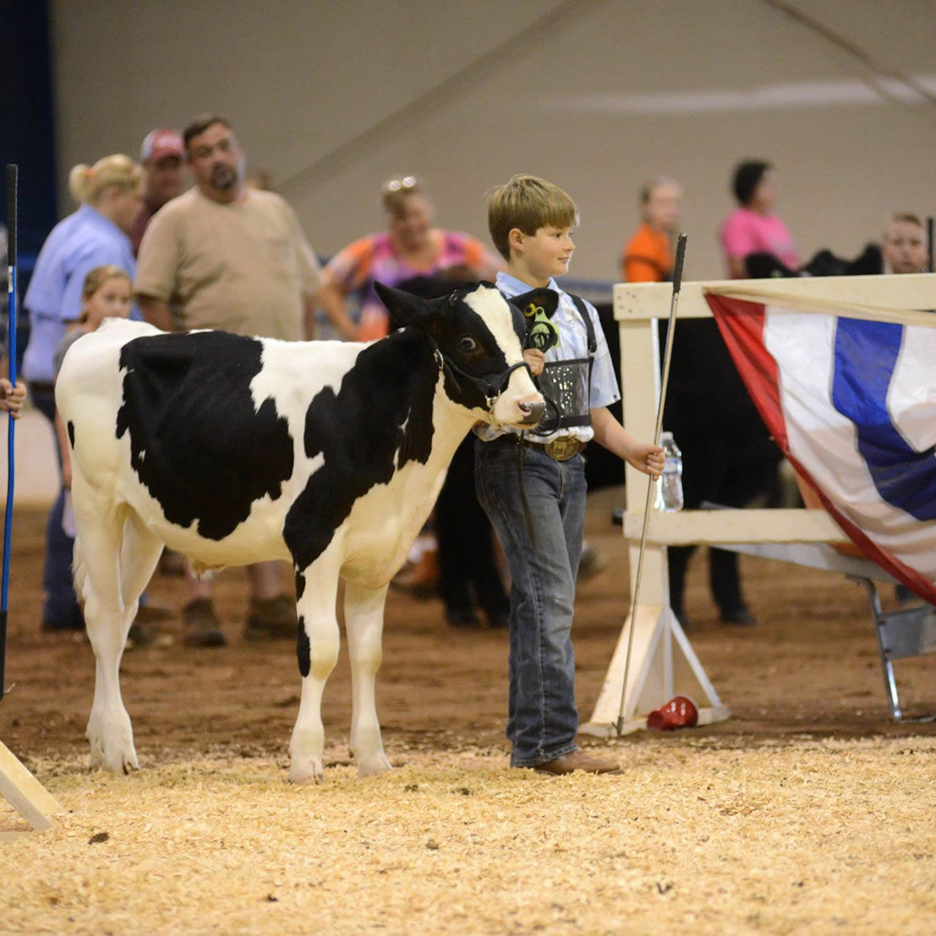 a boy showing his cow at a show 