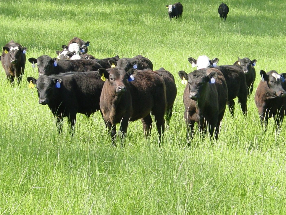 A herd of cattle in the field