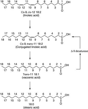 chemical structures of linoleic acid, conjugated linoleic acid, vaccenic acid, and stearic acid