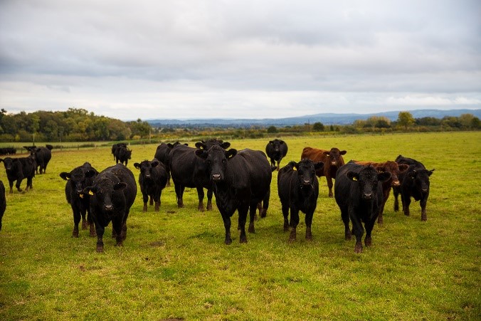 A herd of cattle in the field