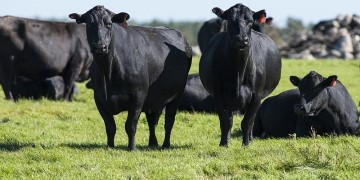 black cattle in a field