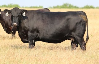 black cattle