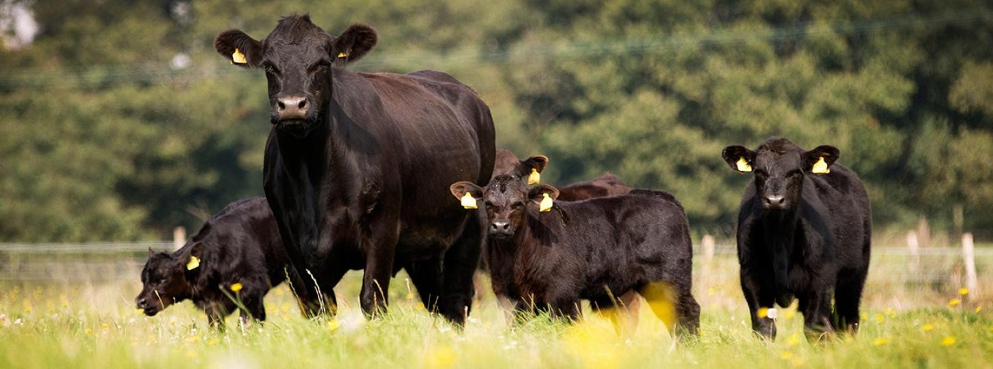 cow and calves walking in a field