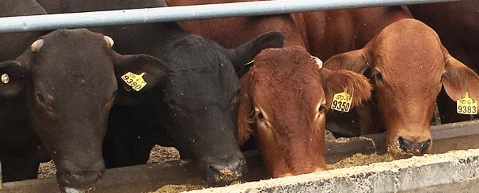 cattle about to eat out of a bunk