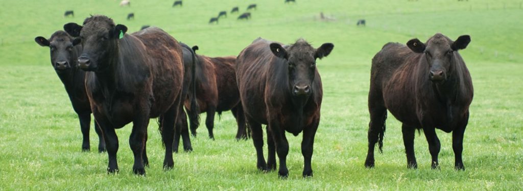 four cattle looking at the camera with the herd behind them