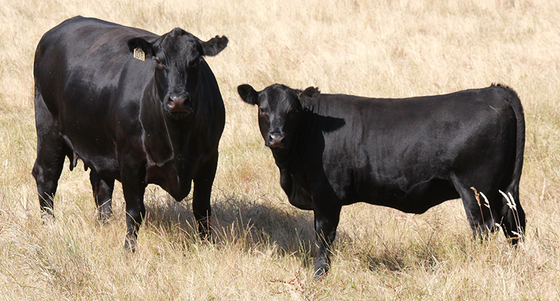 Two black cows in a field