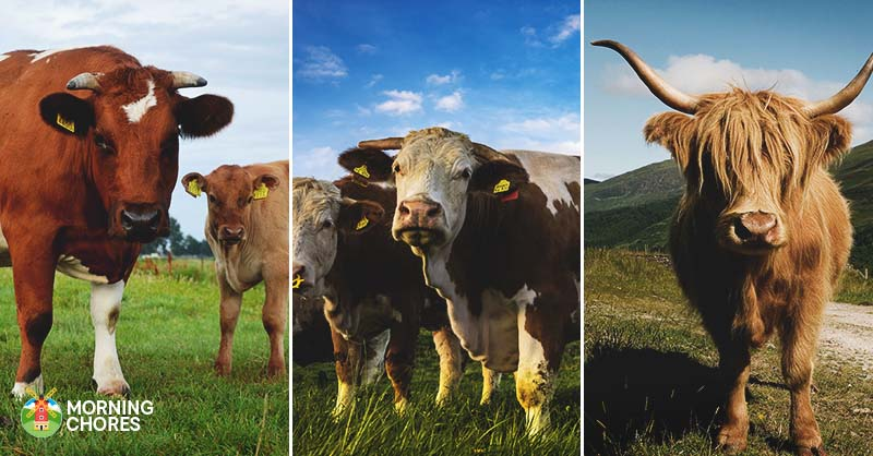 pictures of cattle in a field