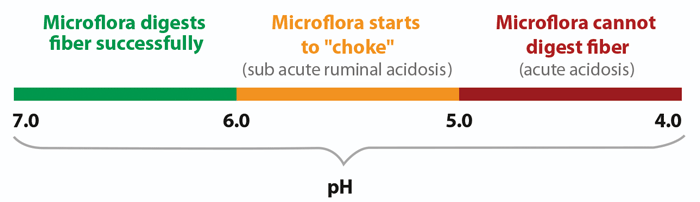 pH range chart with ruminal acidosis