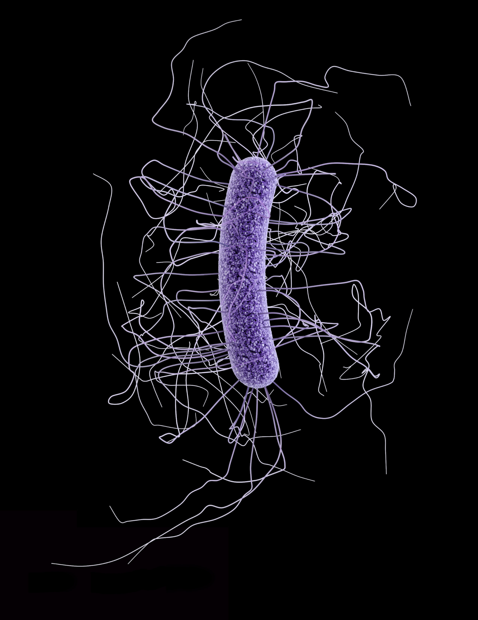 Rumen Microbes - Eubacterium cellulosolvens | Department of Animal Science