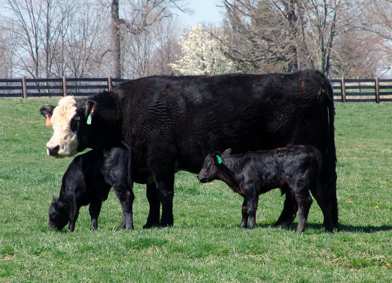 a cow and calves