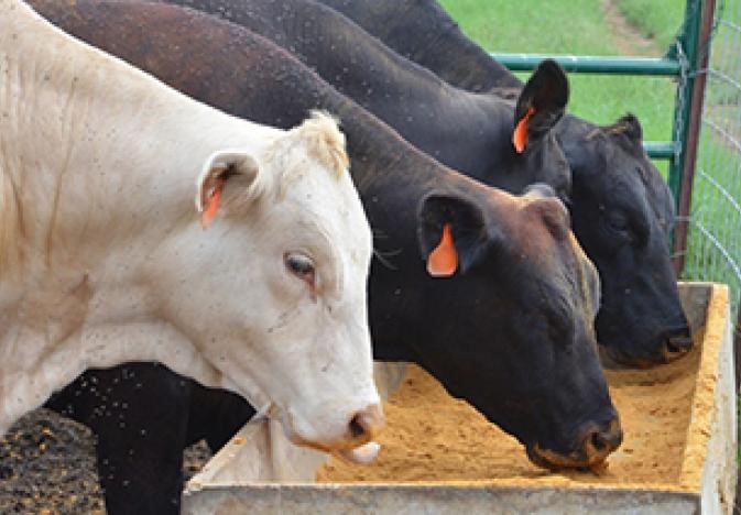 cattle eating from a bunk