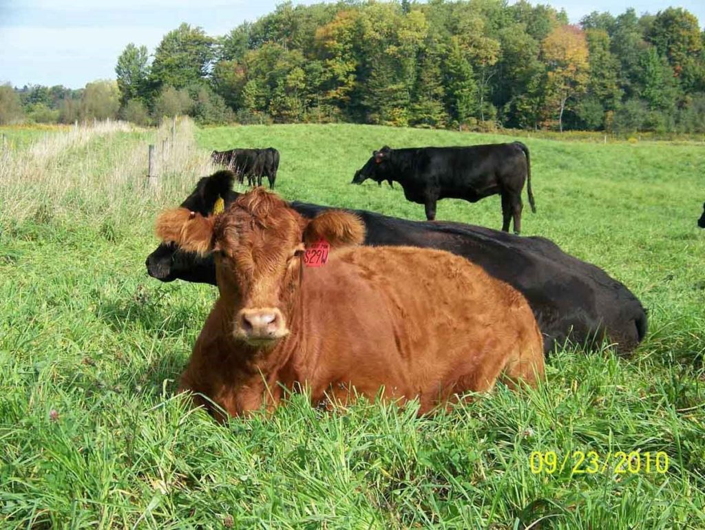 cattle laying in a field