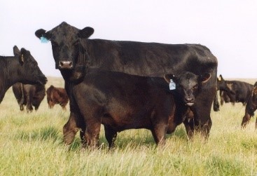 a cow and calf looking at the camera