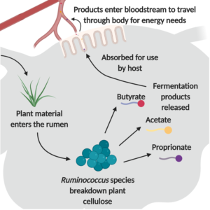 Rumen Microbes - Ruminococcus species | Department of Animal Science