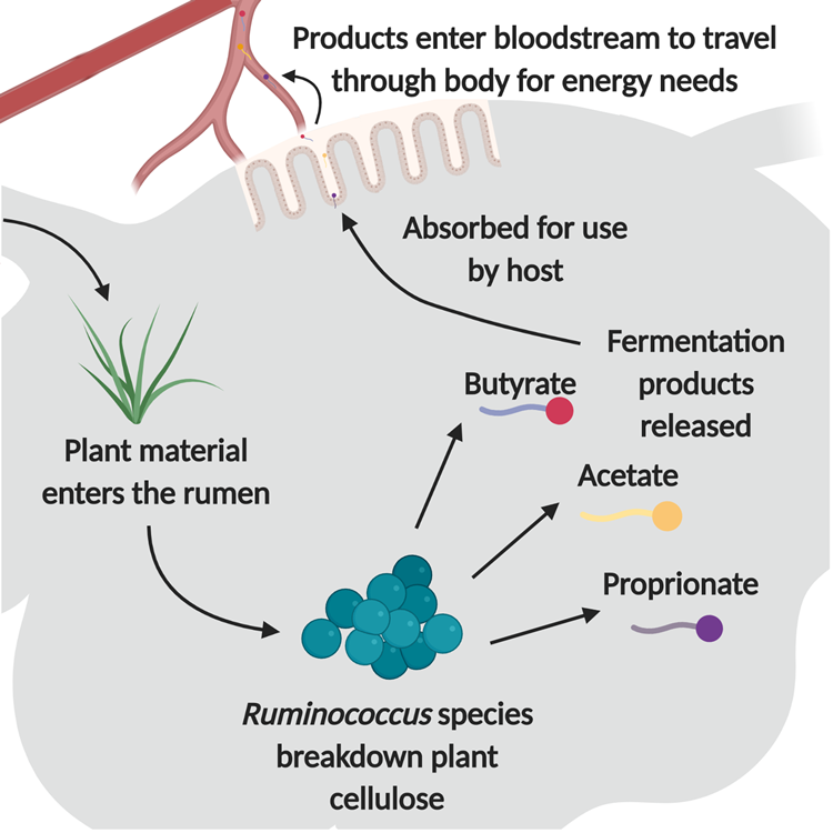 Rumen chart showing how Ruminococcus species breakdown plant cellulose