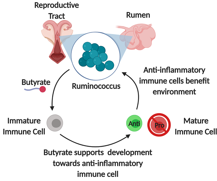 chart showing how butyrate is also important for immune system functions by regulating immune cell development and promoting anti-inflammatory effects