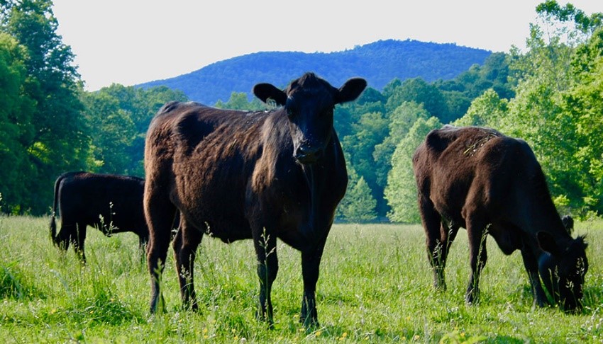 cattle in a field