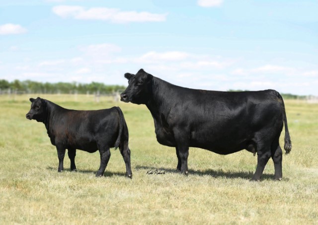 Two cattle in a field