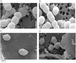 microscopic images of bacterial cells