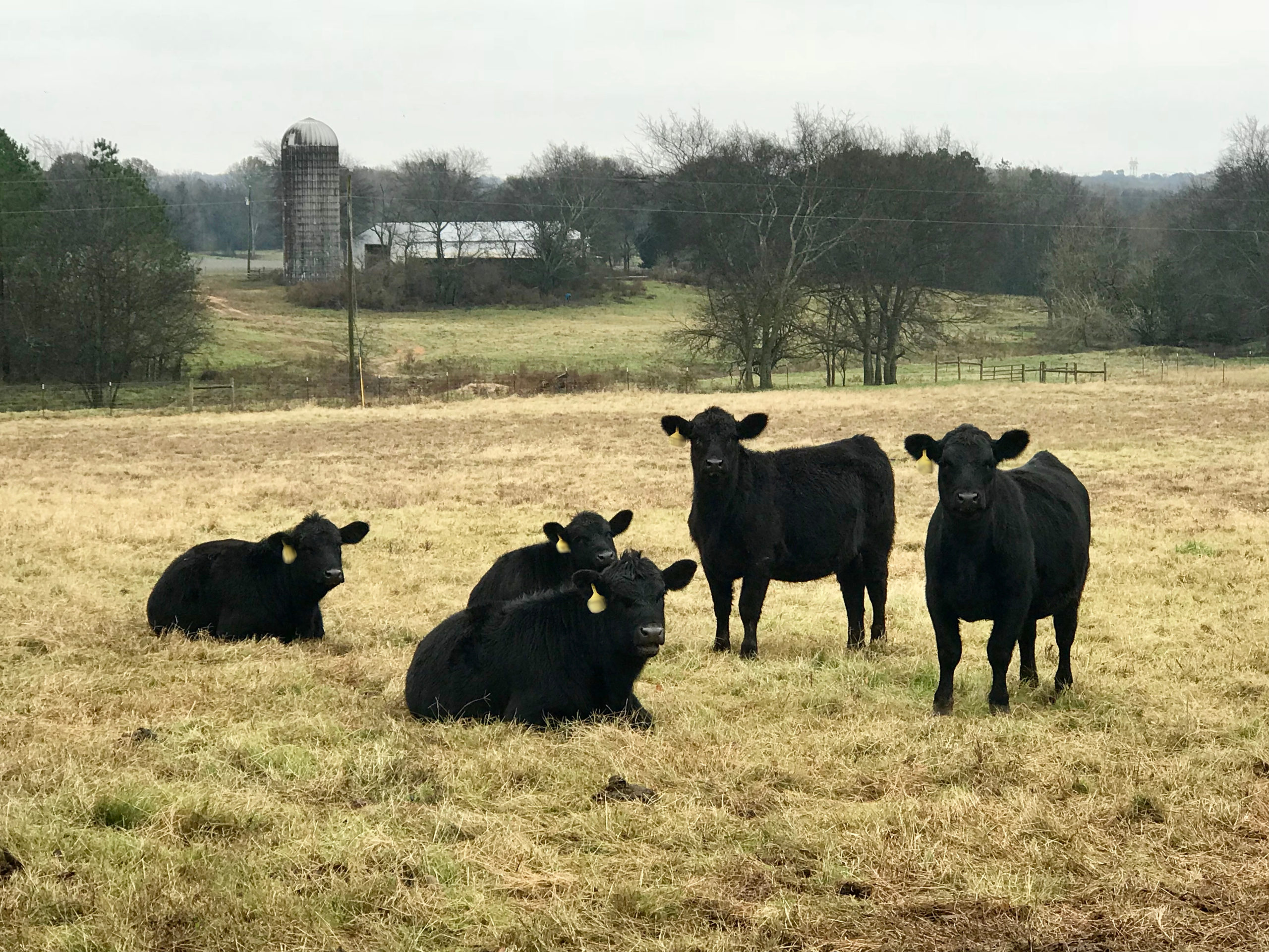 cattle in the field