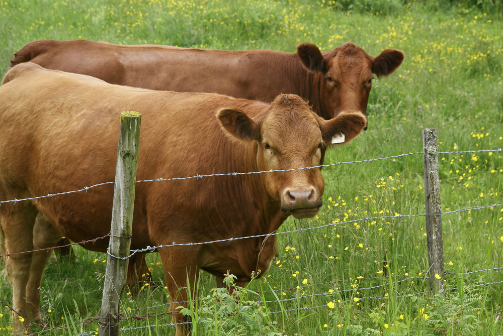 two cattle in a field