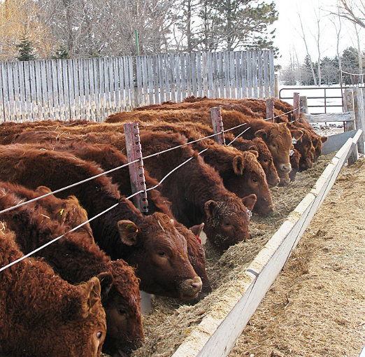 several cattle eating together from a bunk