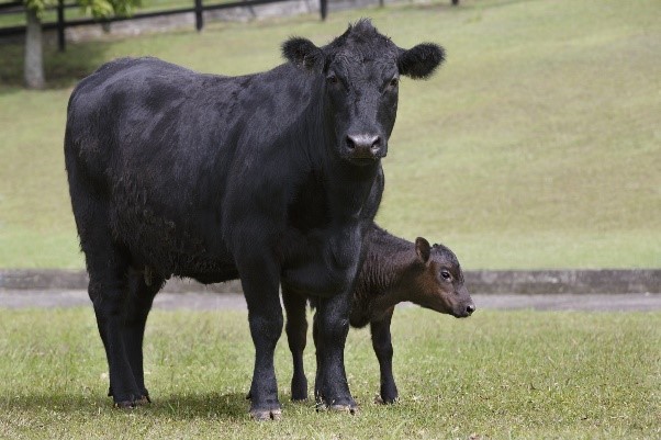 cattle in a field