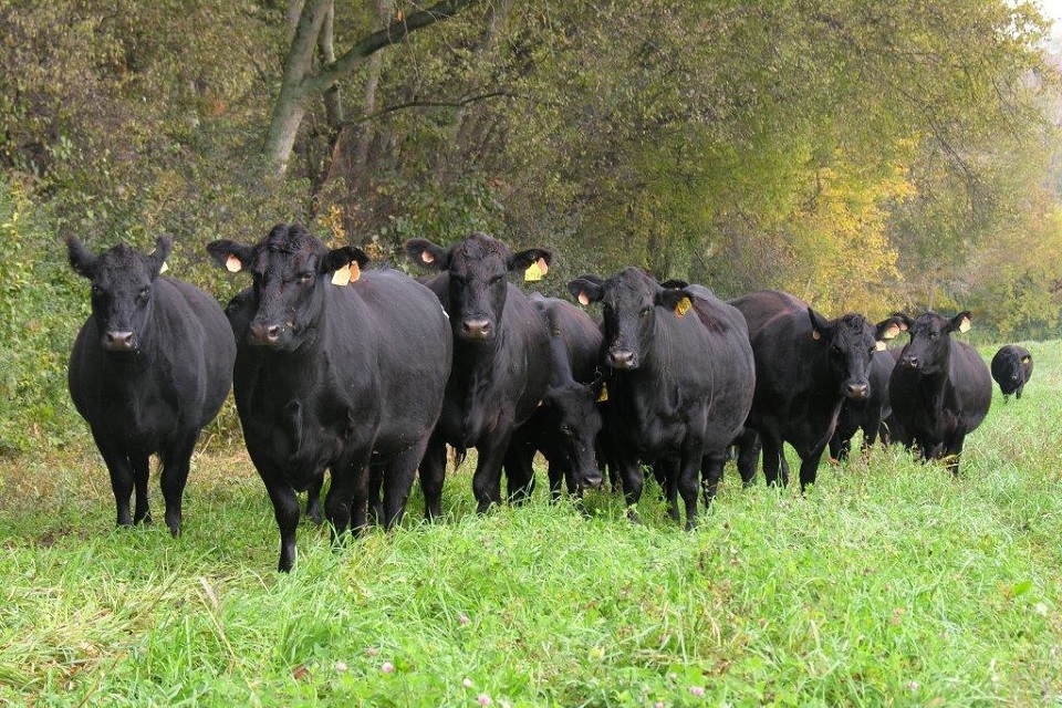 A herd of cattle in a field