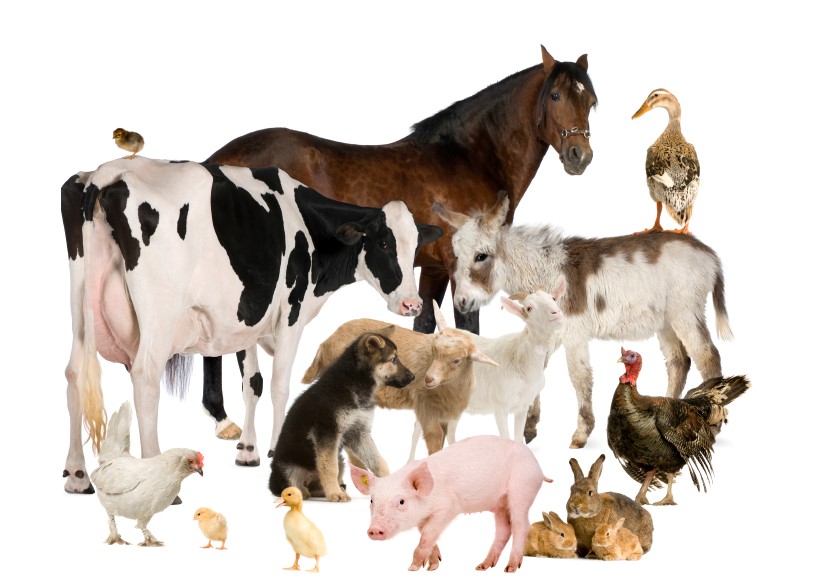 collage of farm animals