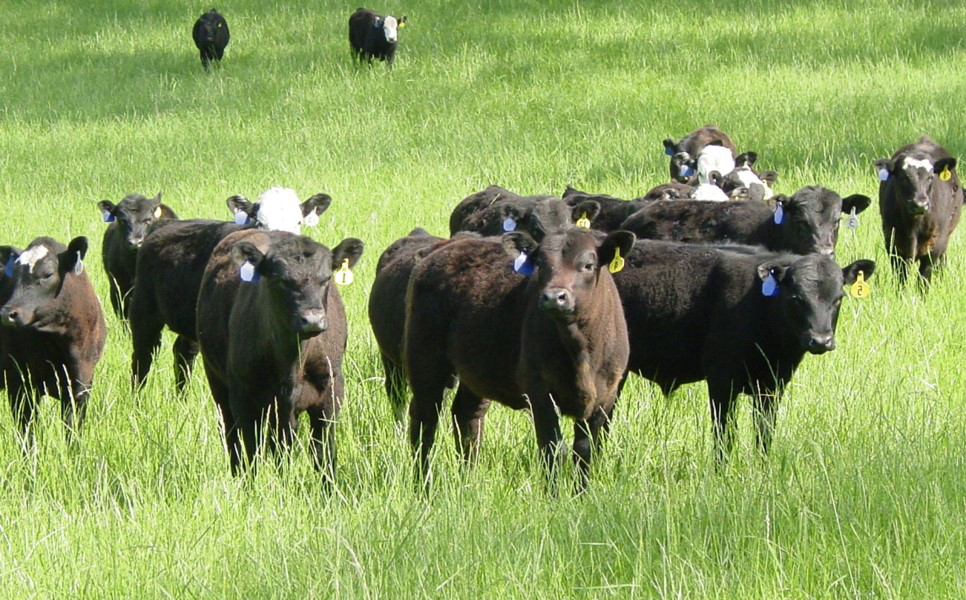 multiple cows in a field