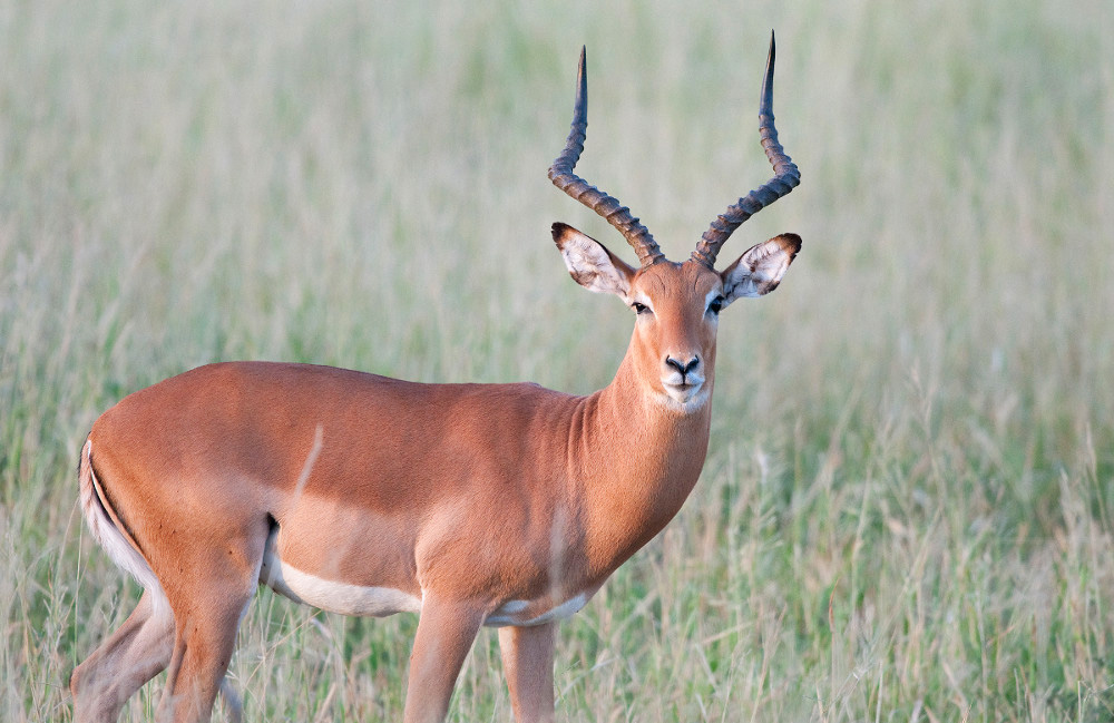 impala looking at the camera