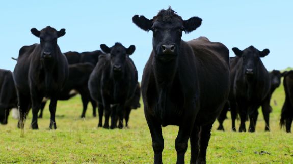 multiple black cows