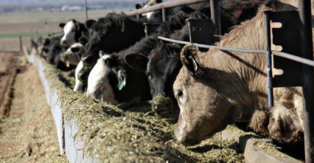 cattle feeding in bunks