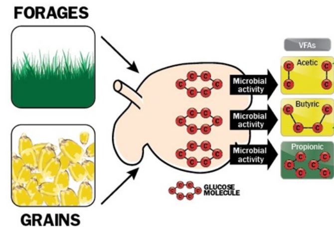 depiction of rumen breakdown of feedstuffs into energy