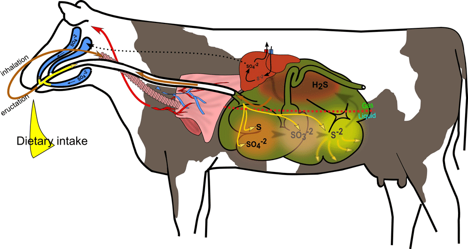 image depicting methane production in cattle