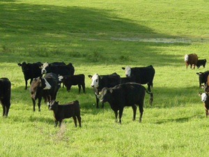 black and white beef cattle standing in a field