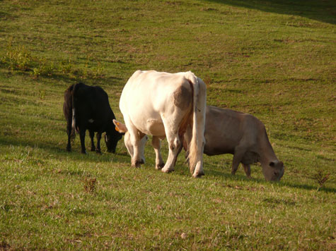 two white cattle and one black grazing in a field