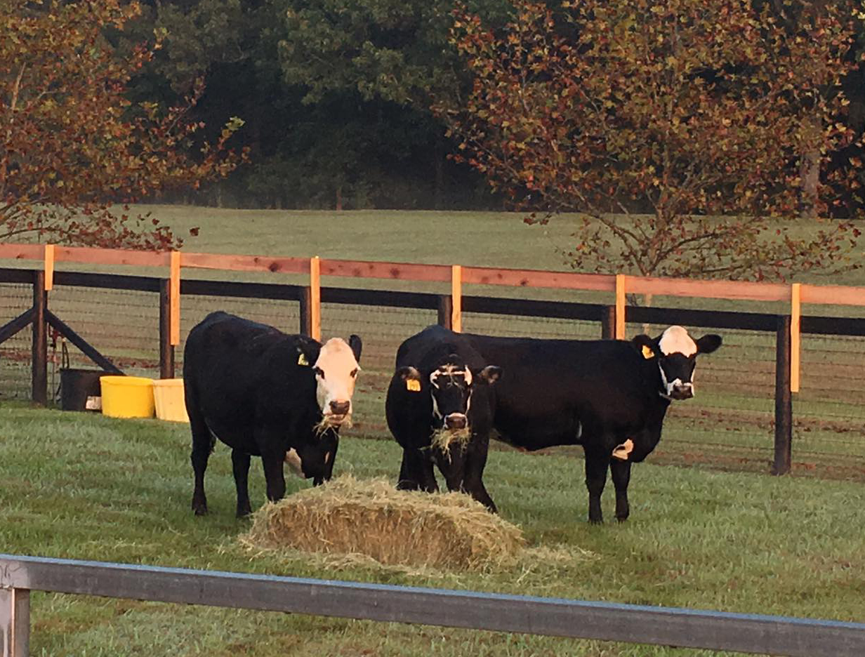 three cattle eating hay