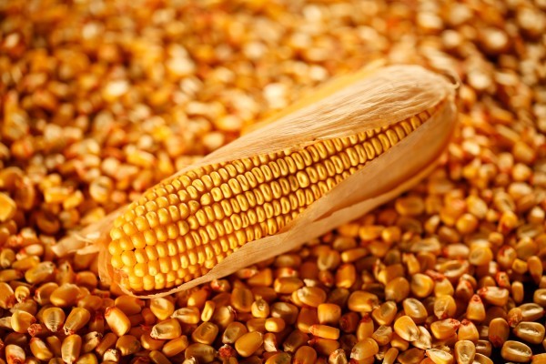 ear of corn resting on corn kernels