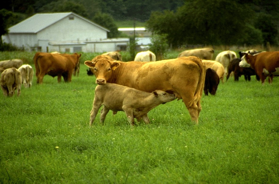 a calf nursing