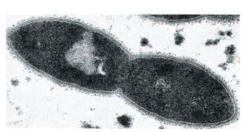 cells splitting from replication