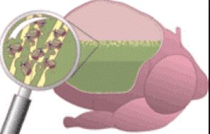 cartoon of the rumen and its bacteria