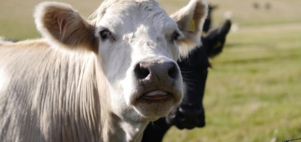 white cow face